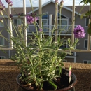 Summers at Osgood - Apartment Finder & Rental Service