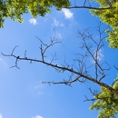 Lions Tree & Landscaping - Tree Service