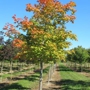 Baldwin Tree Farm