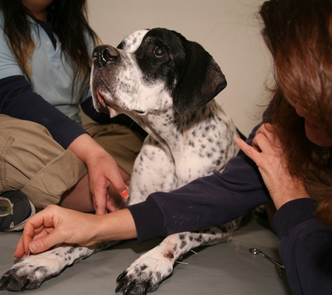 California Animal Rehabilitation - Los Angeles, CA