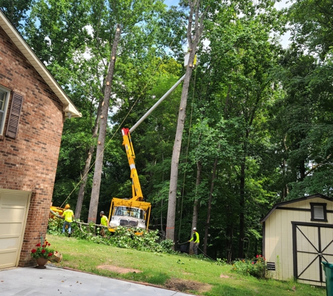 Canopy Tree Service - Mocksville, NC