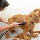 Virginia's K-9 Clip - Pet Grooming