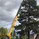 American Quality Tree Services