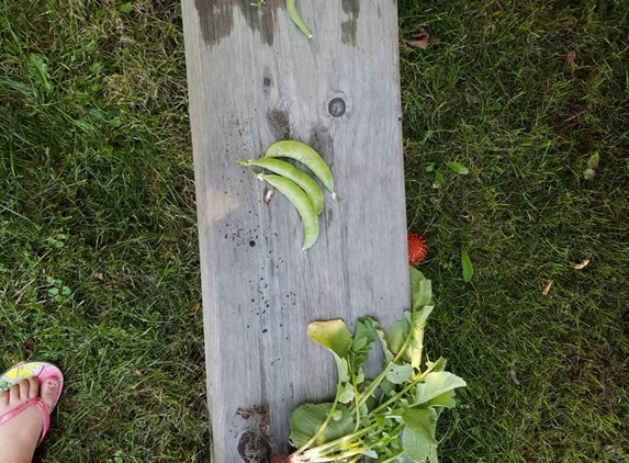 Jack & Jill Preschool and Day Care Center - Wynantskill, NY. Students grow and eat their own veggies!