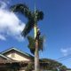 Niu Mana Palm & Tree Care LLC
