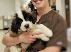 Dog Boredom Busters - Packerland Veterinary Center