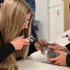 Colorado Academy of Veterinary Technology