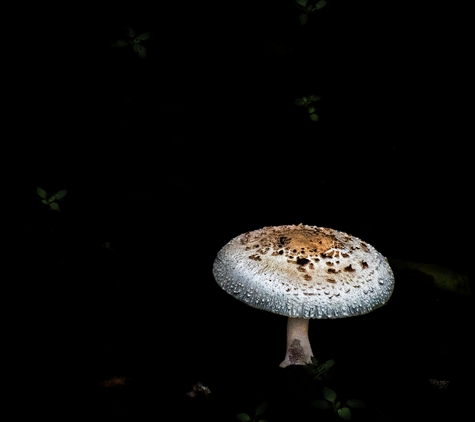 Keith Carter Photography - Katy, TX. Nature