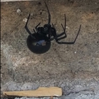 Ninefold Pest