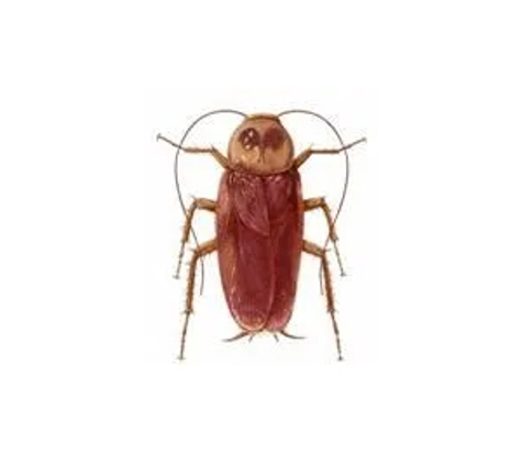 Novopest Professional Pest Management