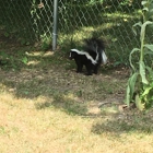 (Alpena) PeskyPaws Wildlife Control