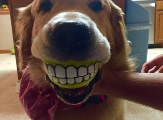 North Royalton Animal Hospital & Paws at Play Resort - North Royalton, OH. Charlotte with the ball gifted to her at a recent visit.