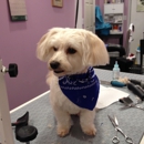 Sara's Style Grooming - Pet Grooming