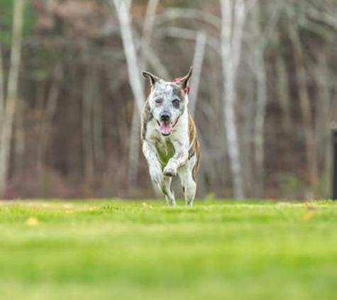 Animal Hospital of Barrington - Barrington, NH