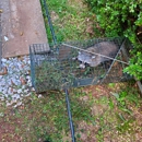 K&R Wildlife Trapping and Removal - Animal Removal Services