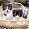 Your Elegant Pet Boutique gallery