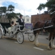 Camelot Carriage Service & Clydesdale Horses