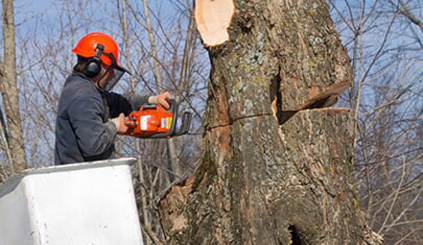 Langford Tree Service