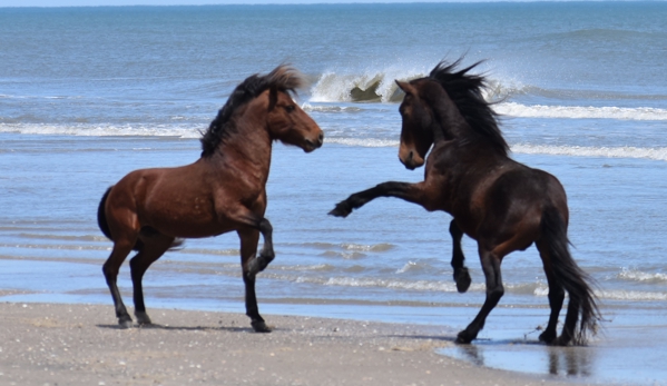 Wild Horse Adventure Tours - Corolla, NC