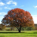 Pelton's Tree and Land Service - Arborists