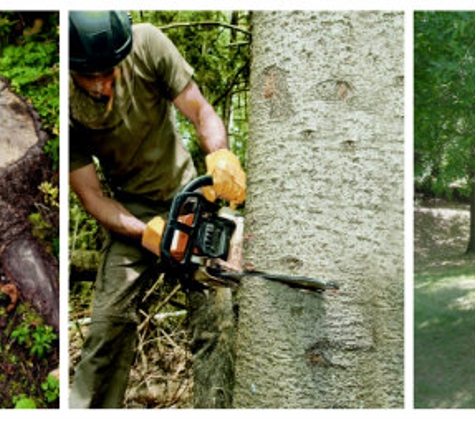 Spring Valley Tree Service - Austin, TX