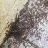 Advanced Wildlife and Pest Control gallery