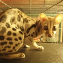 Janda Exotics - Pet Services