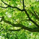 Advanced Arbor Care Tree Services - Arborists