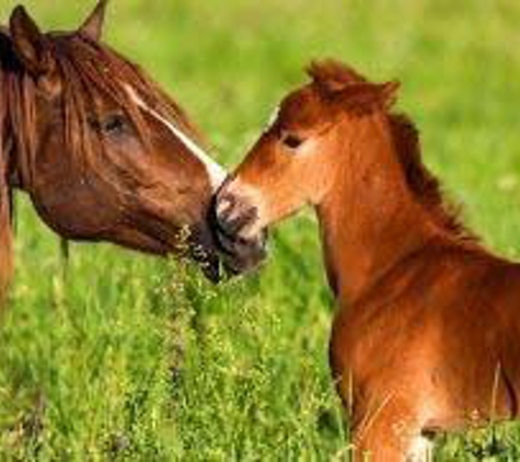 Howard Springs Veterinary Clinic - Howard Springs, NT
