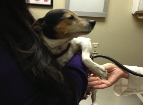 Good Samaritan Veterinary Hospital - San Leandro, CA