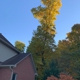 Anthony's Tree Service & Landscape