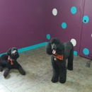 Town & Country Pet Spa - Pet Boarding & Kennels