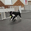 Sport Dogs Complex - Dog Training
