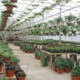 Kent Countryside Nursery