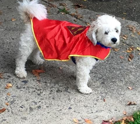 VCA Knightswood Animal Hospital - Philadelphia, PA. Michelle's buddy MICKY!!!