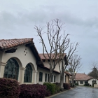Jack Benignos Tree Service Inc