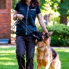 K9 Elite gallery