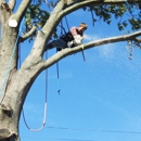 Temple Tree Care - Tree Service