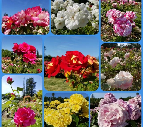 San Jose Heritage Rose Garden - San Jose, CA