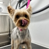 Spotless Groomers - Mobile Pet Grooming gallery