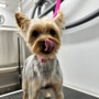 Spotless Groomers - Mobile Pet Grooming