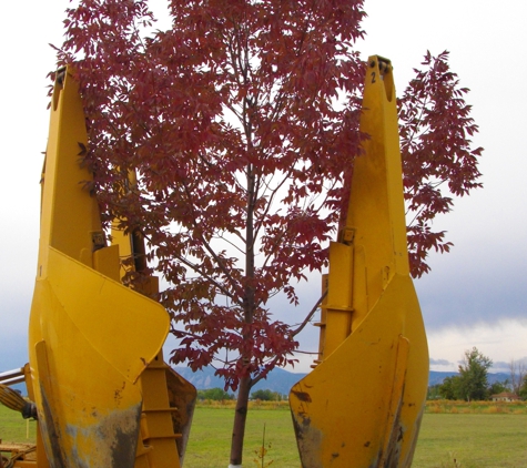 Tree Taxi - Longmont, CO