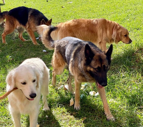 Canineology - Unanderra, NSW