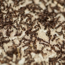 Precision Pest Control - Termite Control