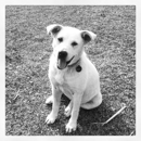 Heavenly Pets - Pet Services