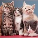 Cats Vermont-Veterinary Clinic for Cats - Veterinary Clinics & Hospitals
