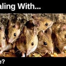 Animal & Pest Control Specialists, Inc. - Termite Control