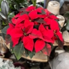 Blanchard's Blossoms and Garden Center gallery