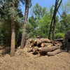All Trees Considered gallery