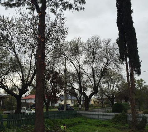 On The Mark Tree Service - Gregadoo, NSW